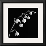 Buy Spring Bells II at AllPosters.com