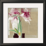 Buy Amaryllis Tachete at AllPosters.com