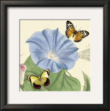 Buy Morning Glory at AllPosters.com
