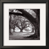 Buy Oak Alley, West Row at AllPosters.com