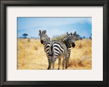 Buy Le Zebre A Deux Tetes at AllPosters.com