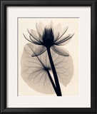 Buy Tropical Water Lily at AllPosters.com