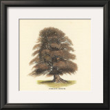 Buy Common Beech at AllPosters.com