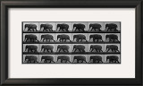 Buy Elephant Walking at AllPosters.com