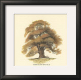 Buy Sessile-Fruited Oak at AllPosters.com