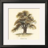 Common Oak