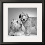 Buy Ruff and Daisy at AllPosters.com