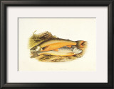 Buy Torgoch and Alpine Charr at AllPosters.com