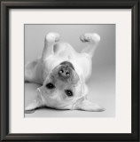 Buy Cali at AllPosters.com