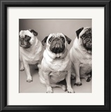 Buy Three Pugs at AllPosters.com