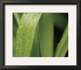 Buy Springtime II at AllPosters.com