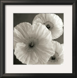 Buy Poppy Study IV at AllPosters.com