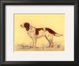 Hunting Dogs, Spaniel