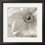 Buy Poppy Study II at AllPosters.com