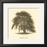 Oriental Plane