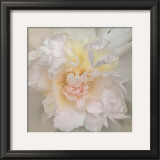 Buy Paeonia at AllPosters.com