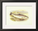 Buy Great Lake Trout at AllPosters.com