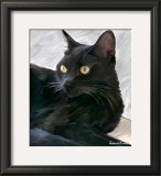 Black Cat Portrait
