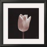Buy Tulip at AllPosters.com