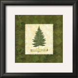 Buy Bracket Fern at AllPosters.com