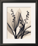 Buy Lily of the Valley at AllPosters.com