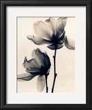 Buy Saucer Magnolia at AllPosters.com