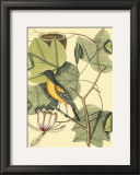 Buy Baltimore Bird and Tulip Tree at AllPosters.com