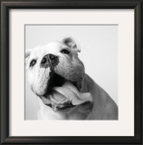 Buy Luca at AllPosters.com