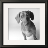 Buy Cecil at AllPosters.com