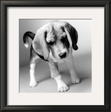 Buy Georgia at AllPosters.com