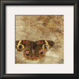 Buy Moth at AllPosters.com