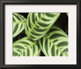 Buy Springtime I at AllPosters.com
