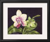 Buy Vibrant Orchid II at AllPosters.com