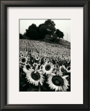 Sunflowers, Provence, France