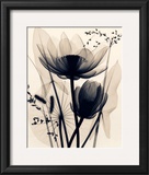 Lotus and Grasses