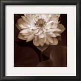 Buy Lotus Welcome at AllPosters.com