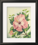 Buy Pink Hibiscus at AllPosters.com