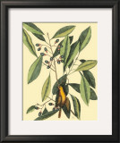 Buy The Carolina Laurus at AllPosters.com