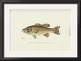 Large-Mouthed Black Bass