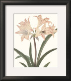 Buy Amaryllis at AllPosters.com