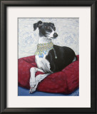 Italian Greyhound on Red