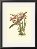 Buy Blushing Orchids II at AllPosters.com