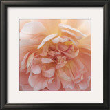 Buy Heavenly Rose at AllPosters.com