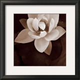 Buy Amazon Lotus at AllPosters.com