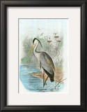 Common Heron