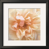 Buy Promise Rose at AllPosters.com