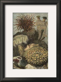 Under the Sea II
