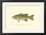 Buy Small-Mouthed Black Bass at AllPosters.com