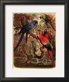 Buy Tropical Birds III at AllPosters.com