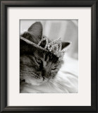 Cat's Queen
